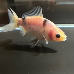 富山県産　キャリコ和金　当歳　約12㎝