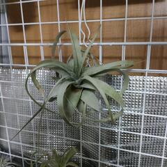 キセログラフィカ