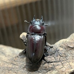 【値引】レア種　ヤエヤマコクワ　♀単品 28.3mm ヤエヤマコ...