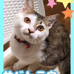 急募‼️人懐っこくて甘えん坊な保護猫♡生後5か月前後の元気な男の...