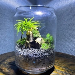 【ジモティー期間限定割引】苔テラリウム