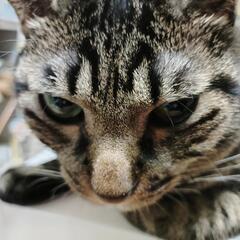 Lovelyにゃんフェスタ − 神奈川県