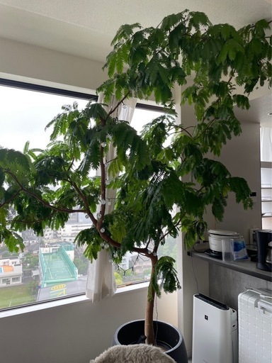 観葉植物元値20万　超特大！エバーフレッシュ(2700*1600)