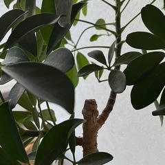 カポック　鉢植え  植木　グリーンの画像