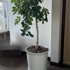 カポック　鉢植え  植木　グリーン