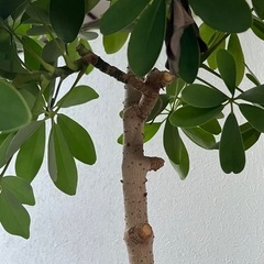 カポック　鉢植え  植木　グリーンの画像