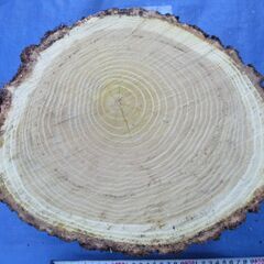 ■(完売) :丸太・桑(クワ) の広葉樹　希少樹種の画像