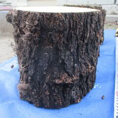 ■(完売) :丸太・桑(クワ) の広葉樹　希少樹種の画像