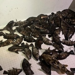 釣りメンバー募集します。