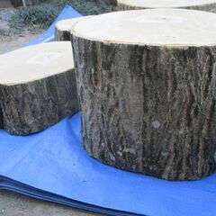 丸太・水木(ミズキ) の広葉樹  特大 -2の画像