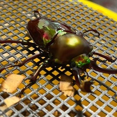 ニジイロクワガタ幼虫1頭 200円