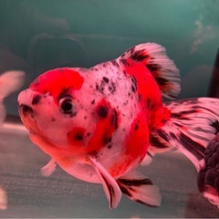 極上金魚 