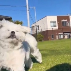 ワンコ友達募集 − 千葉県