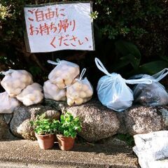 12/8 14:30現在一部品無♪【差し上げます】柚子、ブラック...