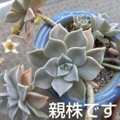 多肉植物　朧月の画像