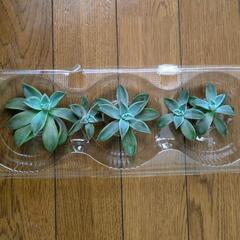 多肉植物　朧月の画像
