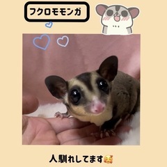 【🍑フクロモモンガ 🍑】馴れてます🍀