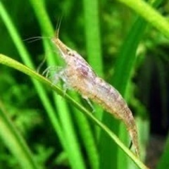 大好評　アクアリウム　ミナミヌマエビ30匹　元気ですよ。