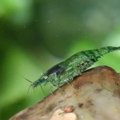 大好評　アクアリウム　ミナミヌマエビ30匹　元気ですよ。の画像