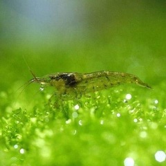 大好評　アクアリウム　ミナミヌマエビ30匹　元気ですよ。の画像