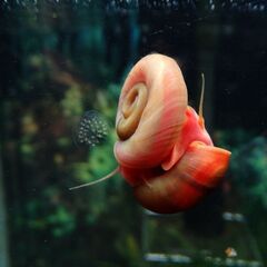 レッドラムズフォーン5匹の画像