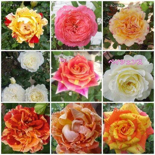 バラ苗 接木苗 切り花品種 イヴ系 和バラ イングリッシュローズ (マキ薔薇園) 豊田のその他の中古あげます・譲ります｜ジモティーで不用品の処分