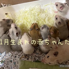 ハムスターのBabyちゃんの家族になってくださる方募集 - 広島市