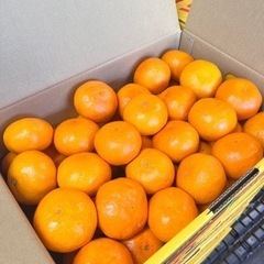 激安❗️有田みかん3K (S,M🍊)の画像