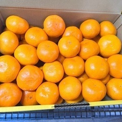 激安❗️有田みかん3K (S,M🍊)の画像