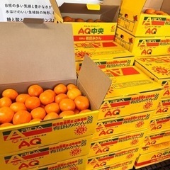 激安❗️有田みかん3K (S,M🍊)の画像