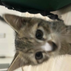里親見つかりました。　可愛いキジタビー　ホワイトソックス