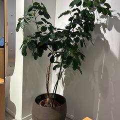 植物