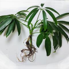 【お取引内定】アンガスティフォリアの画像