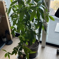 観葉植物 パキラ 2株　