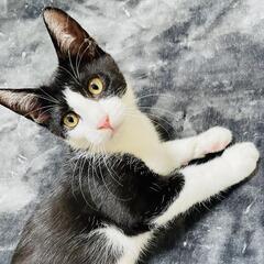 甘えん坊の黒白女の子です。人慣れ抜群、猫慣れ最高です。 - 鎌倉市