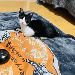 甘えん坊の黒白女の子です。人慣れ抜群、猫慣れ最高です。 - 里親募集