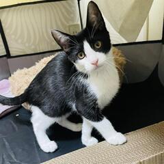 甘えん坊の黒白女の子です。人慣れ抜群、猫慣れ最高です。 - 猫