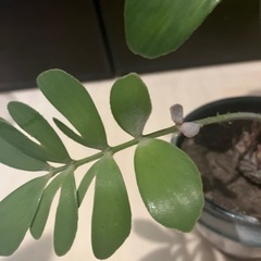 ザミア　抜き苗の画像