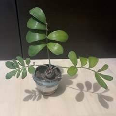 ザミア　抜き苗の画像