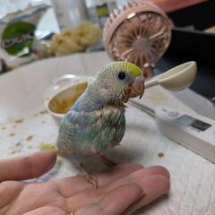 セキセイインコ　雛　レインボー(奈良県)