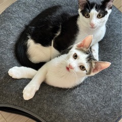 生後4ヶ月 サバハチワレ 子猫 日田市 九州内 里親募集