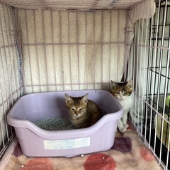 ご参加ありがとうございました！teamねこまんま　宝来譲渡会＆チ...