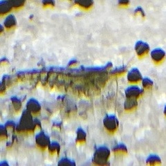 【値下げ】オトシンクルス・サイミーフォックス・シュリンプ複数・小型ラスボラ系の画像