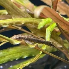 【値下げ】オトシンクルス・サイミーフォックス・シュリンプ複数・小型ラスボラ系の画像