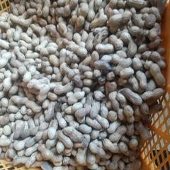 広島県産生落花生800gの画像