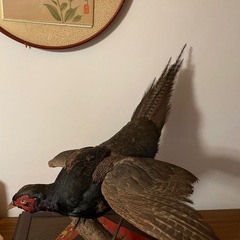 フライ　タイイング　マテリアル　羽　フェザー　鳥　キジ　野生　自然素材の画像