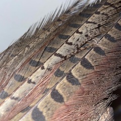 フライ　タイイング　マテリアル　羽　フェザー　鳥　キジ　野生　自然素材の画像