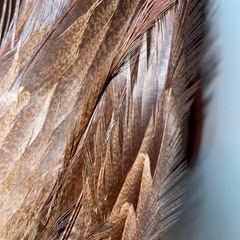 フライ　タイイング　マテリアル　羽　フェザー　鳥　キジ　野生　自然素材の画像