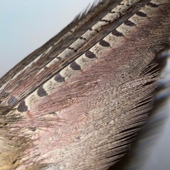 フライ　タイイング　マテリアル　羽　フェザー　鳥　キジ　野生　自然素材の画像