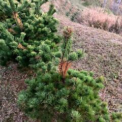 松取り放題の画像